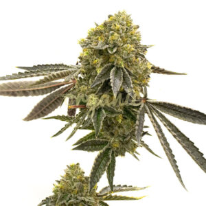 Critical 47 feminized marijuana seeds