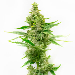 Critical Autoflower marijuana seeds
