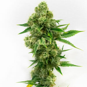 Critical Bilbo feminized marijuana seeds