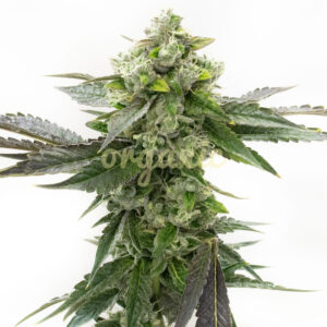 Critical Blue feminized marijuana seeds