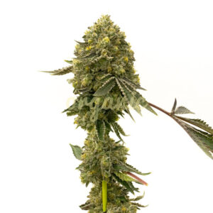 Critical Crack feminized marijuana seeds