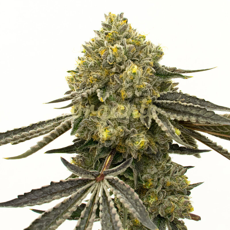Critical Fast Bud Autoflower marijuana seeds