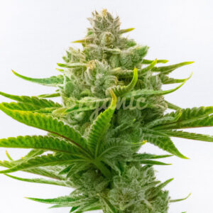 Critical Fast Version marijuana seeds