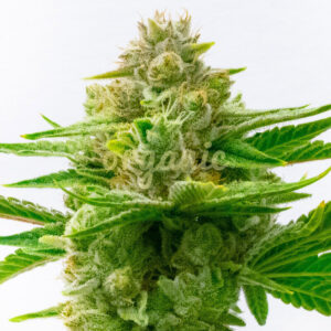 Critical Glue Auto marijuana seeds