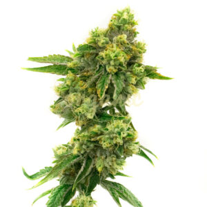 Critical Jack feminized marijuana seeds