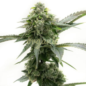 Critical Kush feminized marijuana seeds