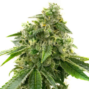 Critical Mass Autoflower marijuana seeds