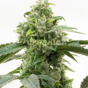 Critical Mass feminized marijuana seeds