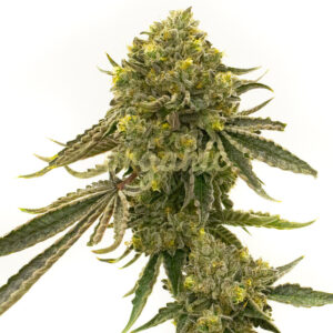 Critical + 2.0 Autoflower marijuana seeds