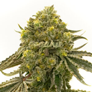 Critical 2.0 feminized marijuana seeds