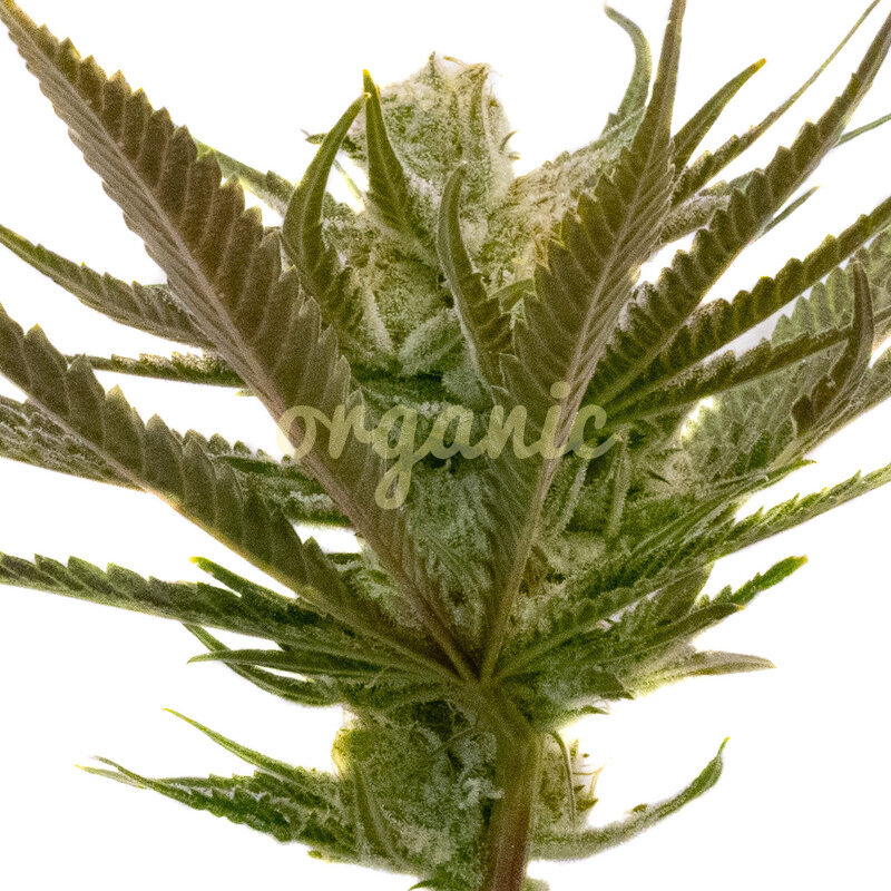 Critical Purple Autoflower marijuana seeds