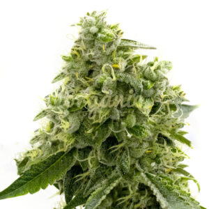 Critical Widow feminized marijuana seeds