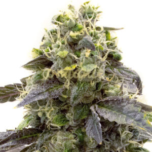 Crystal feminized marijuana seeds