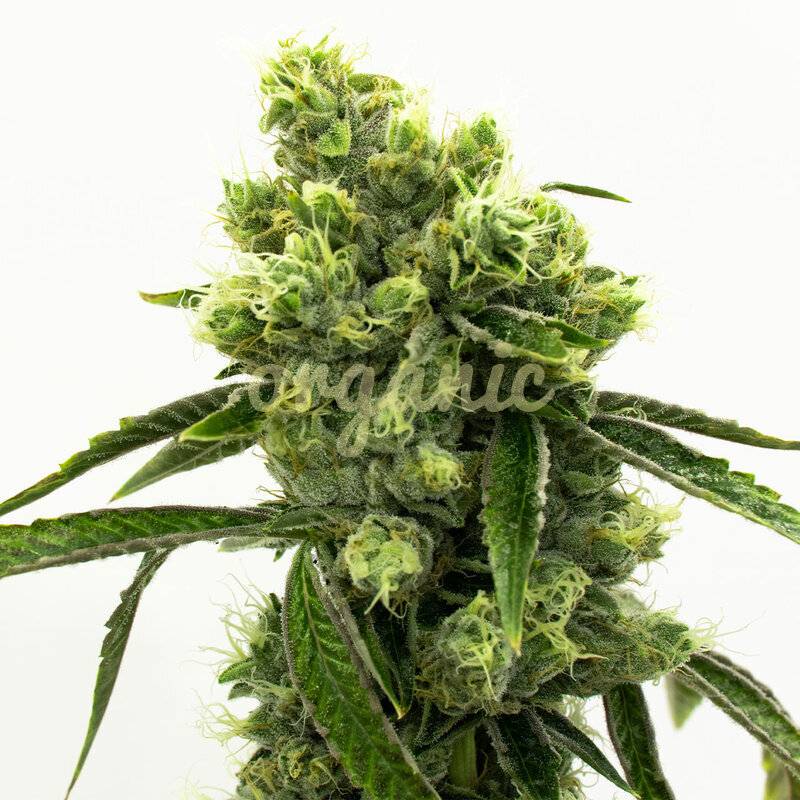 Crystal Pinkman Auto marijuana seeds