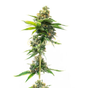 Deelite Autoflower marijuana seeds