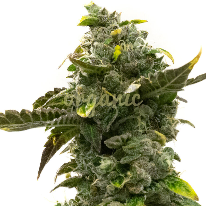 Devil XXL Autoflower marijuana seeds