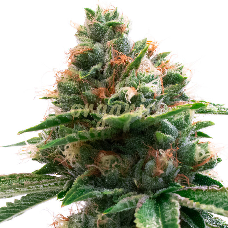 Diamond Pine feminized marijuana seeds