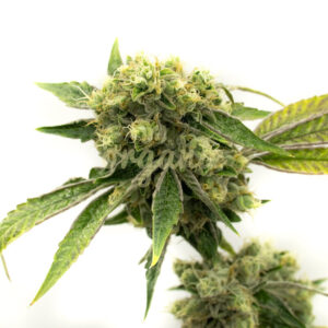 Diesel feminized marijuana seeds