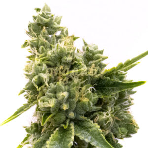 Diesel Power feminized marijuana seeds