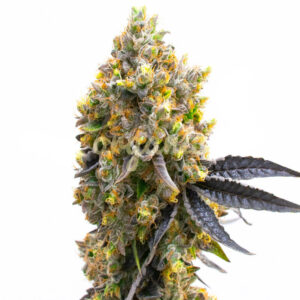 Disco Bizkit feminized marijuana seeds