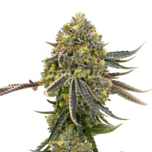 Dolato feminized marijuana seeds