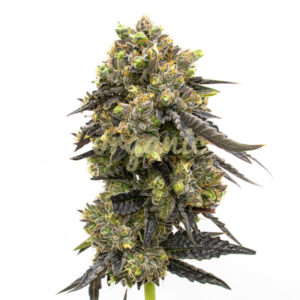 Do-Si-Dos Autoflower marijuana seeds
