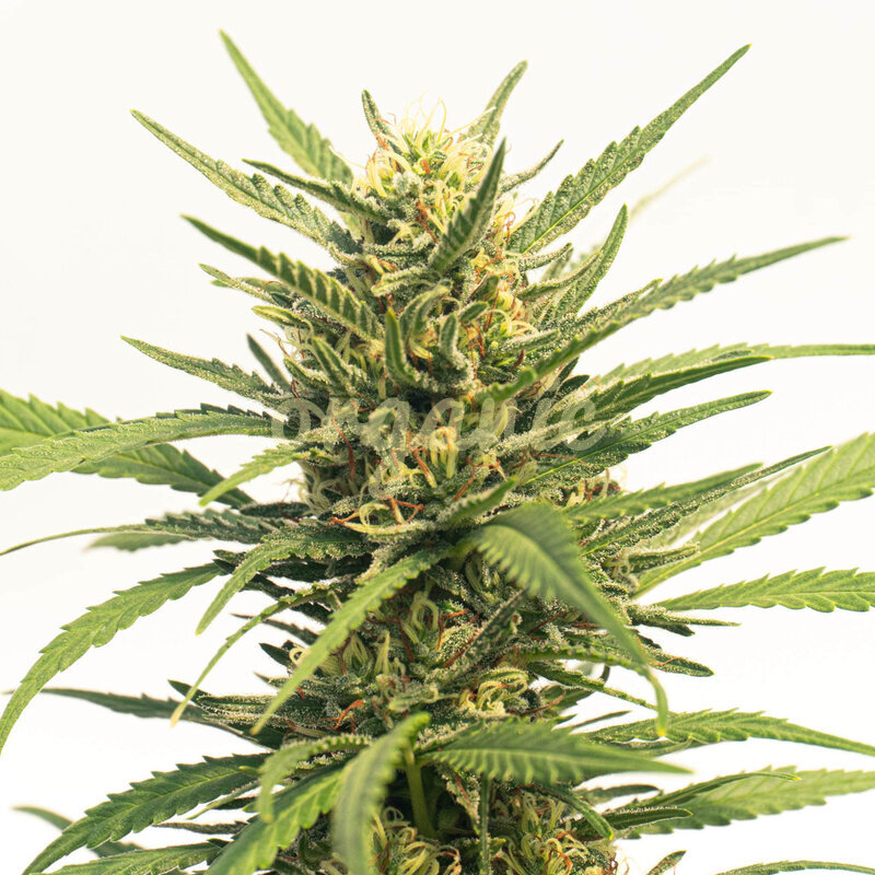 Durban Poison Autoflower marijuana seeds