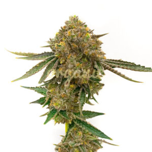 Durban Poison feminized marijuana seeds