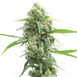 Early Skunk feminized marijuana seeds