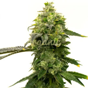 Eastern Promise feminized marijuana seeds