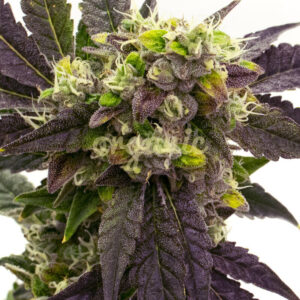 Electric Blue Auto marijuana seeds