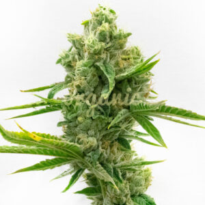 Electric Bruce feminized marijuana seeds