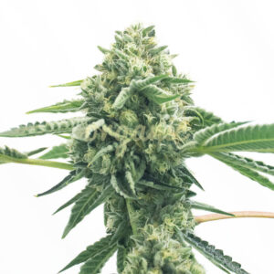 Exodus Cheese feminized marijuana seeds