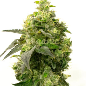 Fat Candy feminized marijuana seeds