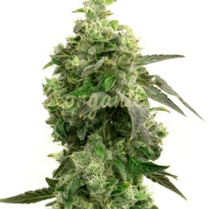 Fat Crack feminized marijuana seeds