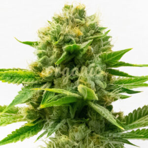 Fat Mazzy feminized marijuana seeds