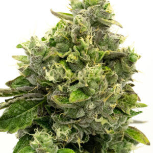 Fire OG feminized marijuana seeds