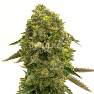 Flying Princess feminized marijuana seeds