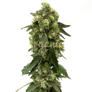 Fresh Cookies feminized marijuana seeds