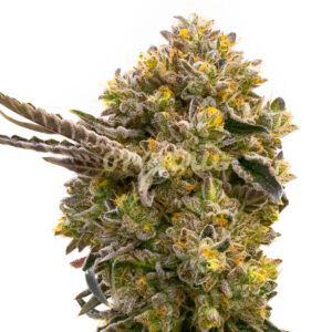 Fruit Autoflower marijuana seeds