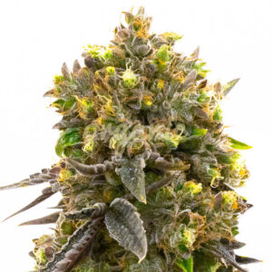 Fruity Glue regular marijuana seeds