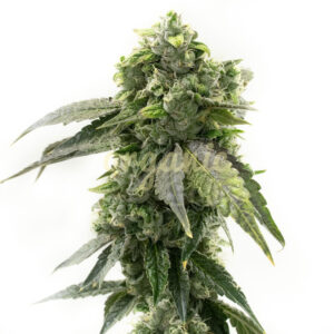 G13 Autoflower marijuana seeds