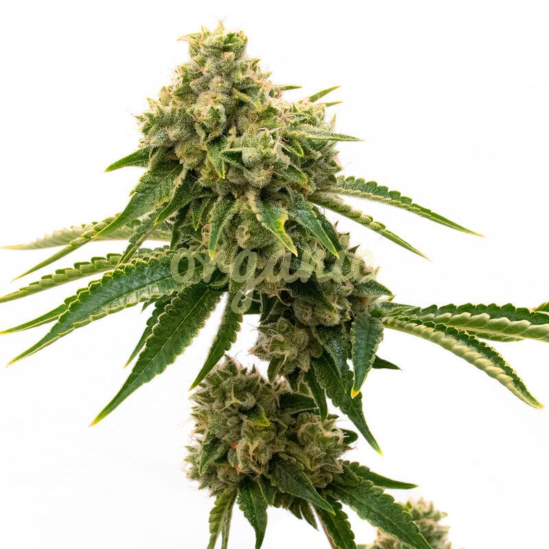G13 feminized marijuana seeds
