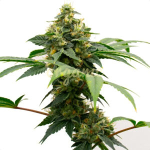 Gary Payton feminized marijuana seeds