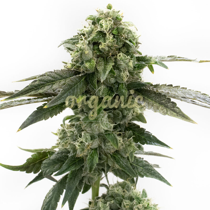Gelato Autoflower marijuana seeds