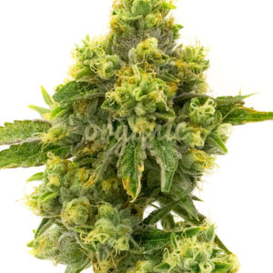 Gelato feminized marijuana seeds