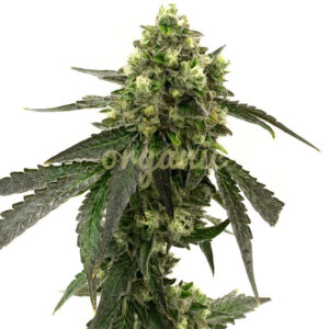 Girl Scout Cookies Autoflower marijuana seeds