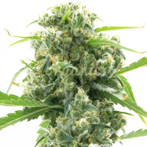 Girl Scout Kushies feminized marijuana seeds