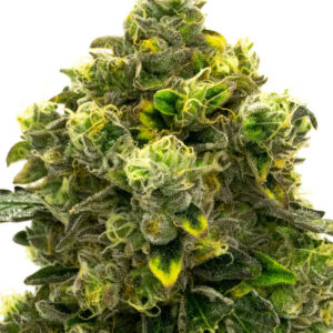 God Bud regular marijuana seeds