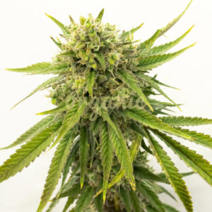 Gold Leaf Autoflower marijuana seeds